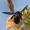 Xylocopa sp.